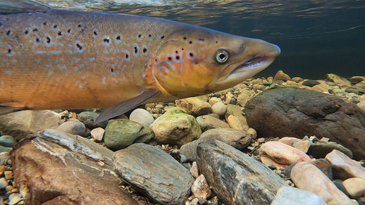 Enhancing one of the Highland’s most renowned rivers to restore ...